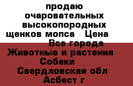 продаю очаровательных высокопородных щенков мопса › Цена ­ 20 000 - Все города Животные и растения » Собаки   . Свердловская обл.,Асбест г.